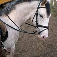 Anden særlig race Chilla