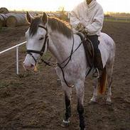 Anden særlig race Chilla