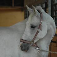 Shagya Araber (SH) Chela †