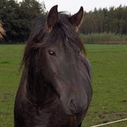 Frieser Wiktor von Ingermarien.