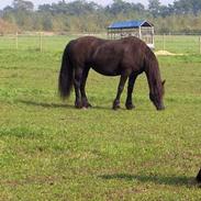 Frieser Wiktor von Ingermarien.