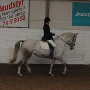 Dansk Varmblod Kassandra (R.I.P)