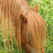 Dartmoor Flowering Lady
