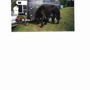 Frieser payter van de langeberg