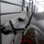 Anden særlig race Melanie