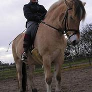 Fjordhest Lille Lundegårds Nikita