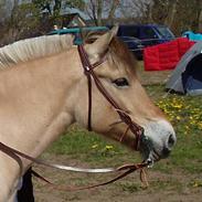 Fjordhest Lille Lundegårds Nikita