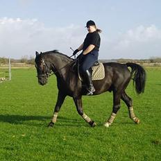 Oldenborg Bismark