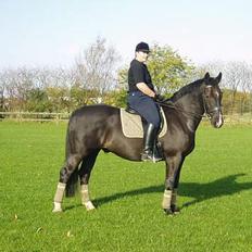 Oldenborg Bismark
