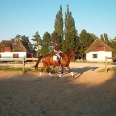 Hannoveraner Aktiv Igen (DØD)