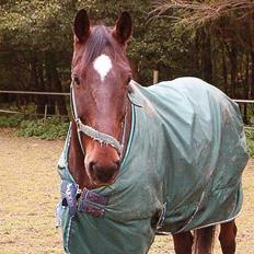 Hannoveraner Aktiv Igen (DØD)