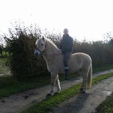 Fjordhest Beauty