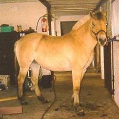 Fjordhest Fjella *solgt*