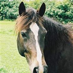 Anden særlig race Miss Nikita