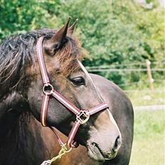Anden særlig race Miss Nikita
