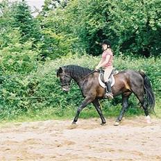 Anden særlig race Miss Nikita