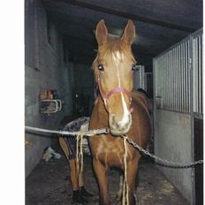 Hannoveraner Sarah er i norge