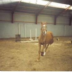 Hannoveraner Sarah er i norge