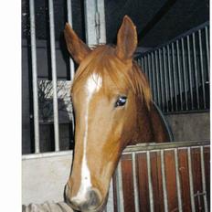 Hannoveraner Sarah er i norge