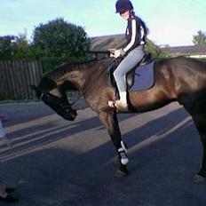 Hannoveraner Animation