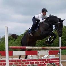 Hannoveraner Animation