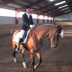 Dansk Varmblod Sognegårdens Valinda