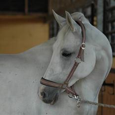 Shagya Araber (SH) Chela †