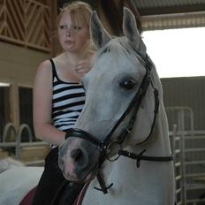 Shagya Araber (SH) Chela †