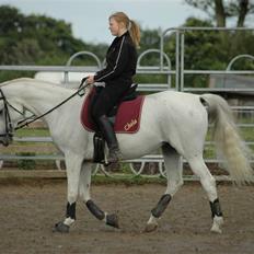 Shagya Araber (SH) Chela †