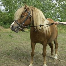 Anden særlig race Stebbi