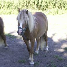 Anden særlig race Stebbi