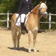 Haflinger MISTRAL (MALAWI)