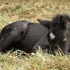 Dartmoor Epoka Avalon