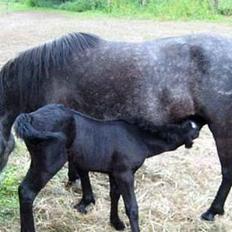 Dartmoor Epoka Avalon