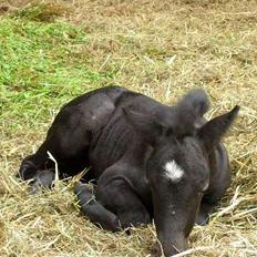 Dartmoor Epoka Avalon