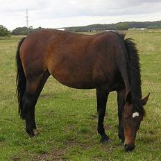 Anden særlig race Magic Touch (Sacha) *Den største stjerne på himlen