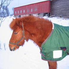 Islænder Stjærna fra Tresfjord (SO