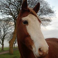 Anden særlig race Moonlight