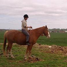 Anden særlig race Moonlight