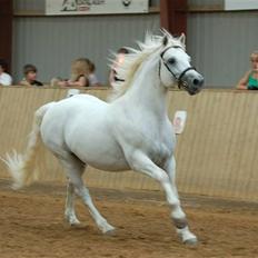 Connemara Innellan Kestrel