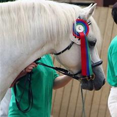 Connemara Innellan Kestrel