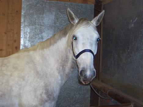 Anden særlig race Shadow - Nå... min lille Shadow! står og gaber<3 billede 3