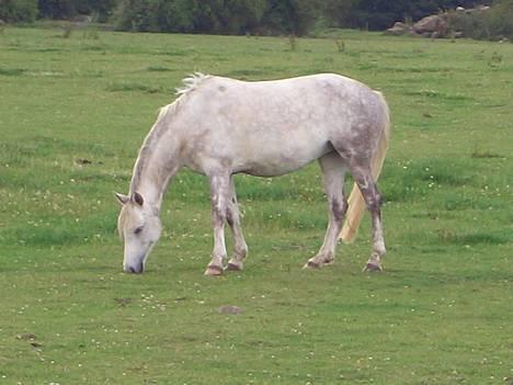 Anden særlig race Shadow - Shadow i sommers (Med græsvom) hihi<3 billede 6