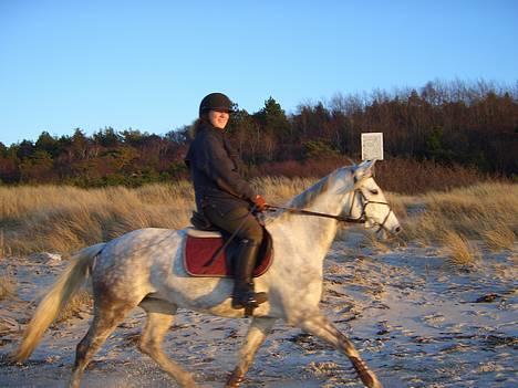 Anden særlig race Shadow - Trav på stranden<3 billede 8