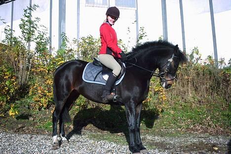 New Forest Roma billede 5