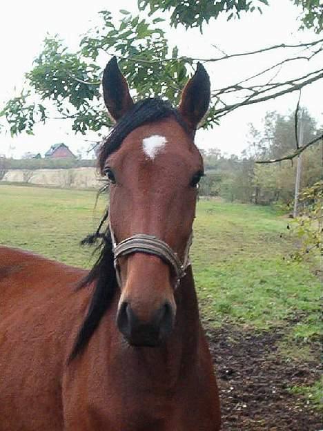 Dansk Varmblod Galliano - Dejlige Galliano billede 5