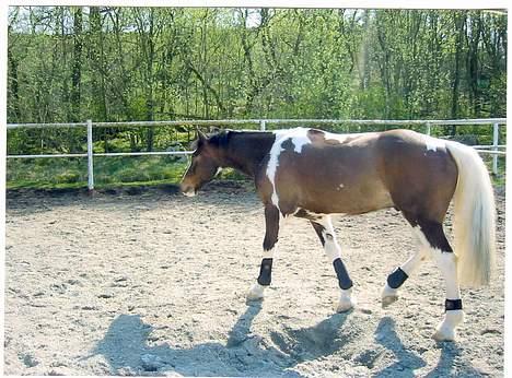 Anden særlig race Indiana "Bob" (solgt) - Bob i paddock i sommer (2004) billede 3
