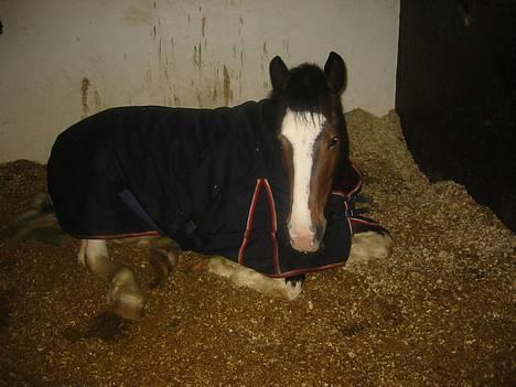 Anden særlig race Indiana "Bob" (solgt) - Sover litt! billede 4