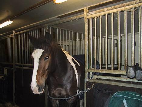 Anden særlig race Indiana "Bob" (solgt) - I stallen billede 7