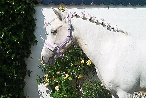 Connemara snubbi - stævne i hadsten billede 2